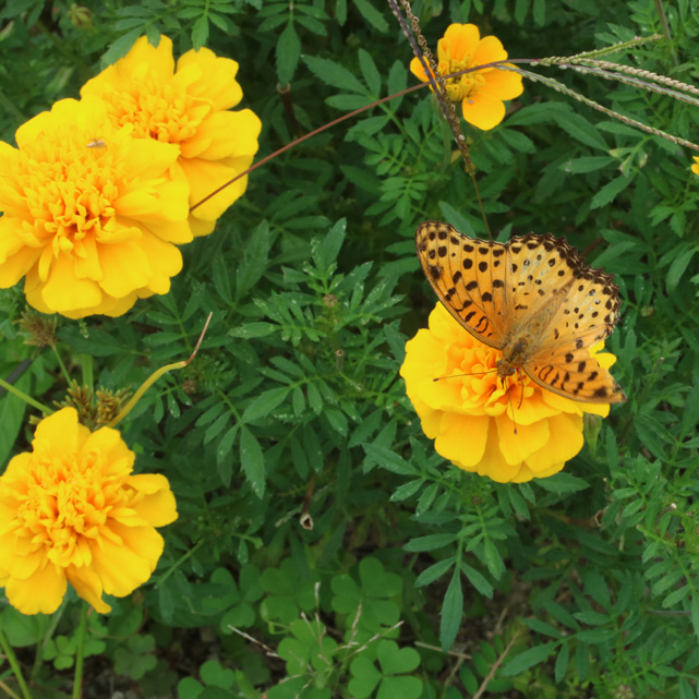 ツマグロヒョウモン